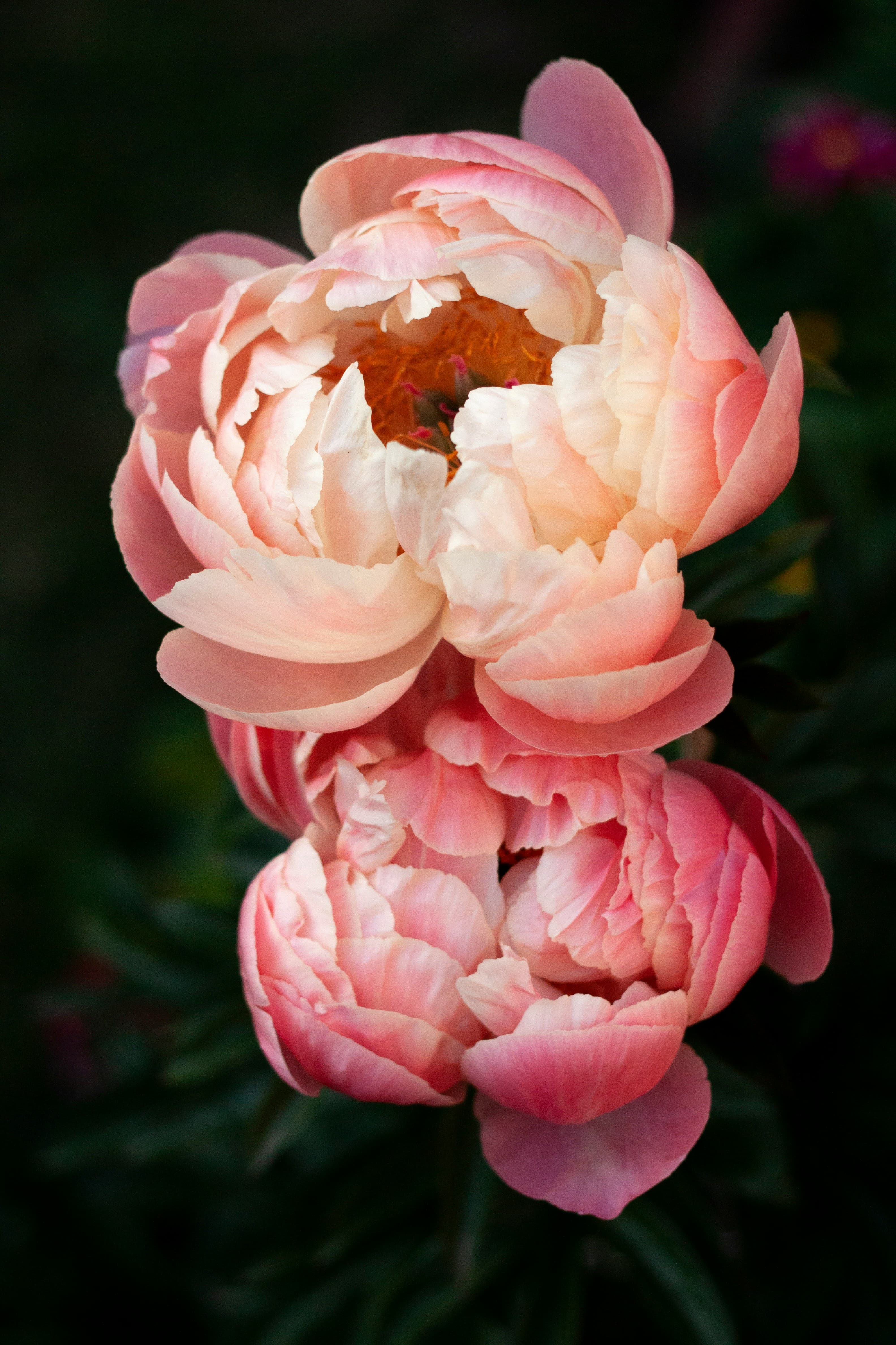 Coral peonies in soft light