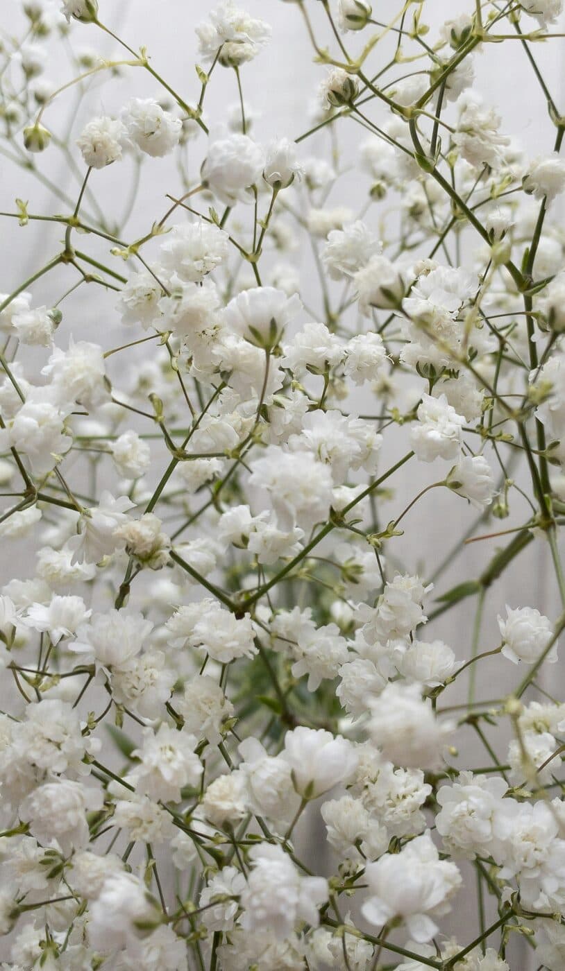 Delicate white baby's-breath flowers
