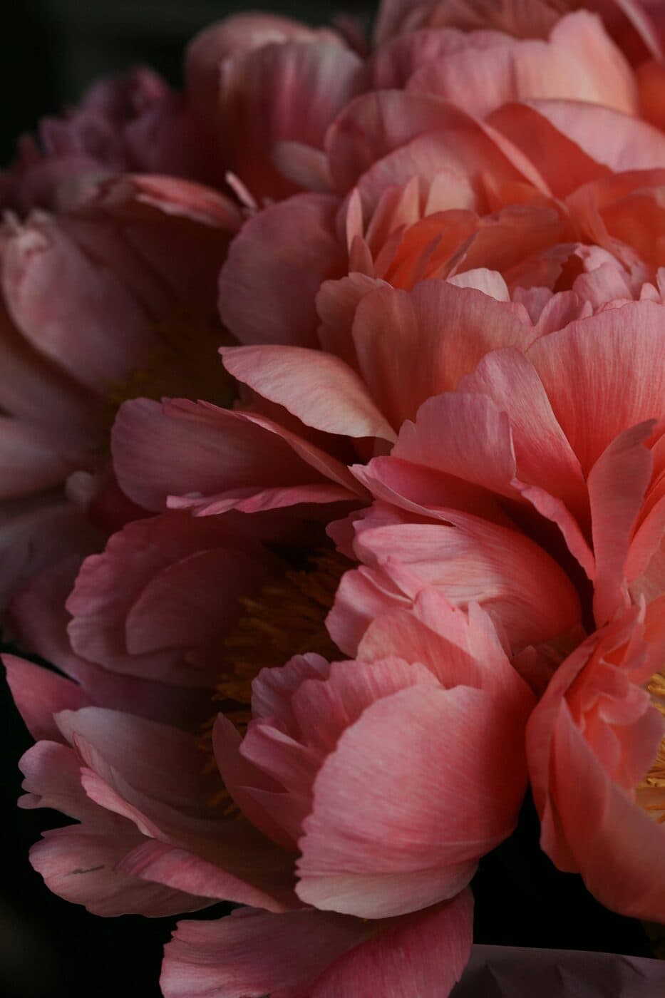 Pale blush peonies, softly lit