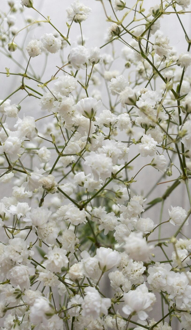 A cloud of white gypsophila in soft bloom